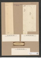 Pleurosigma strigile W.Sm. (de-Toni-Nr.: Genus 13, Species 1082) Zeichnungen Sammlung Grunow Nr. 1983 (NHMW-BOT-W0369132)